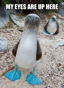 Blue-Footed-Boobie